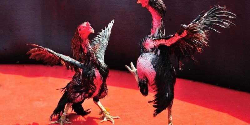 Đá gà chọi Tài Xỉu - Các bí quyết chọn chiến kê hay nhất 2 Khái quát về đá gà chọi Tài Xỉu