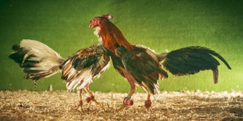 Đá gà chọi Tài Xỉu - Các bí quyết chọn chiến kê hay nhất 3 Tham gia đá gà chọi với nhiều ưu điểm