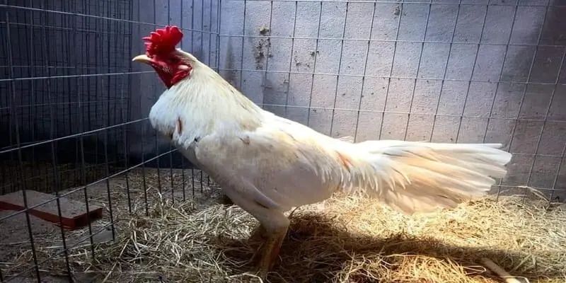 Đá gà chọi Tài Xỉu - Các bí quyết chọn chiến kê hay nhất 4 Mẹo lựa chọn chiến kê đá gà chọi Tài Xỉu cực chuẩn