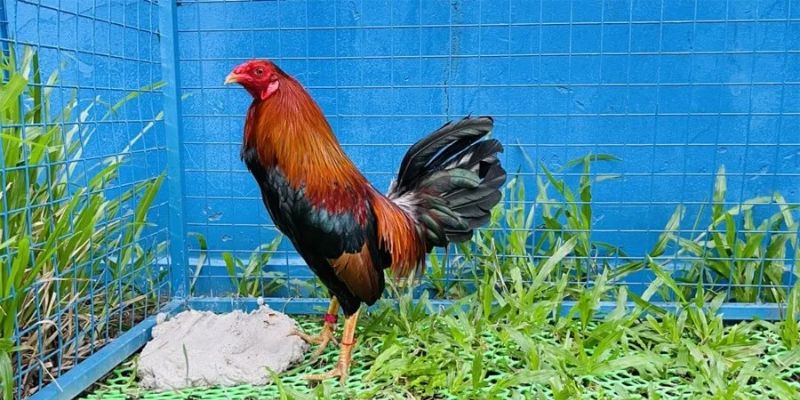 Đá gà cựa tròn Tài Xỉu - Những quy định cụ thể khi chơi 2 Tổng quan về đá gà cựa tròn