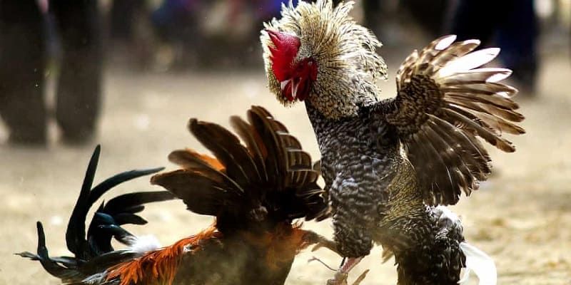Đá gà cựa tròn Tài Xỉu - Những quy định cụ thể khi chơi 3 Quy định khi tham gia đá gà nhà cái