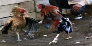 Đá gà cựa dao với nhiều bí quyết hiệu quả