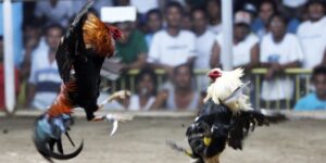 da ga truc tiep philippines