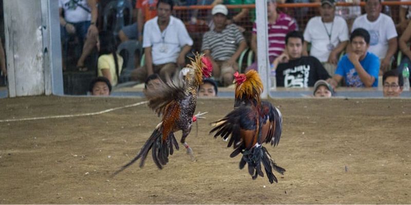 Đá gà trực tiếp Thái Lan Tài Xỉu - Bí kíp chơi hiệu quả 4 Bí quyết đá gà trực tiếp Thái Lan