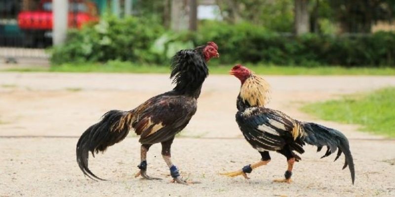 Mẹo soi kèo đá gà Tài Xỉu không phải kê thủ nào cũng biết 3 Mẹo soi kèo đá gà trực tuyến đúng cách